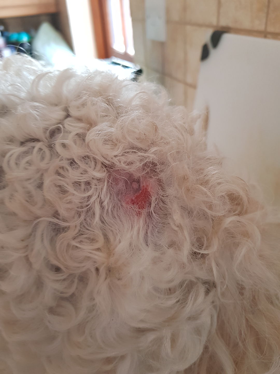 Customer photo review of Dog Skin Rescue Bundle Pack