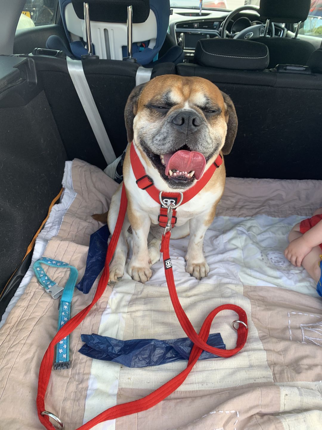 Customer photo review of Double Ended Training Lead | All Breeds - Durable & Soft 2m Lead - Red