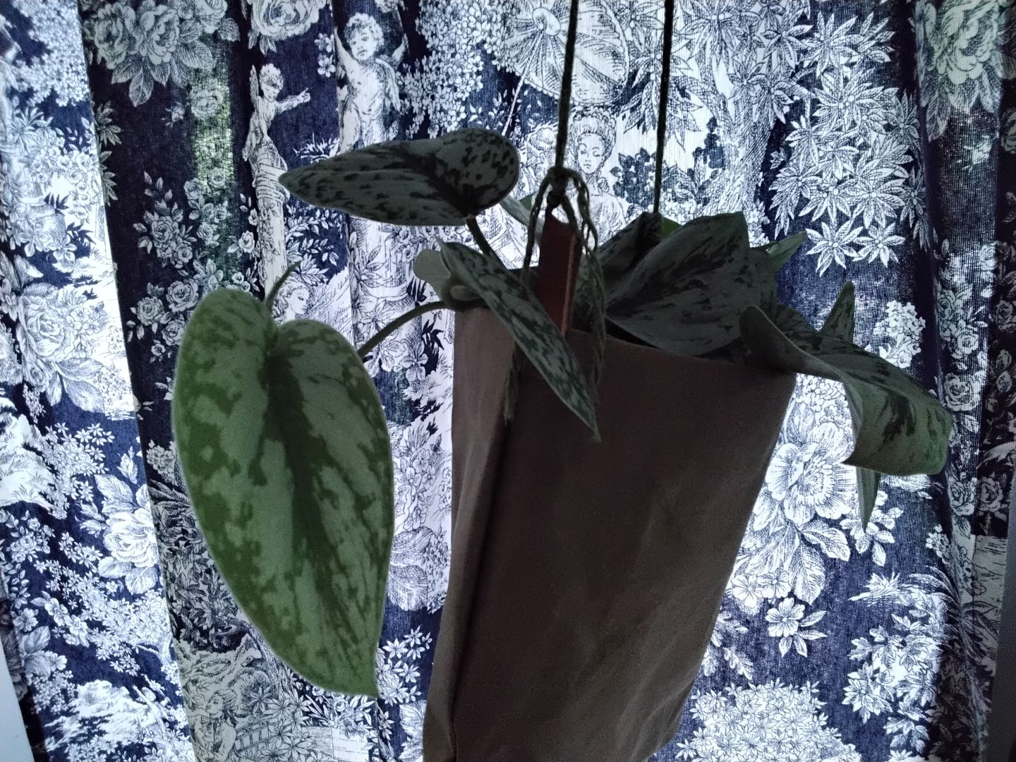 Customer photo review of SCINDAPSUS TREBIE BIG LEAF
