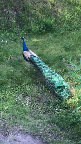 Customer photo review of X-FEEL ORIGIN ESSENTIAL