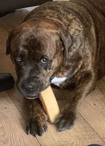 Customer photo review of Everest Dog Yak Chews