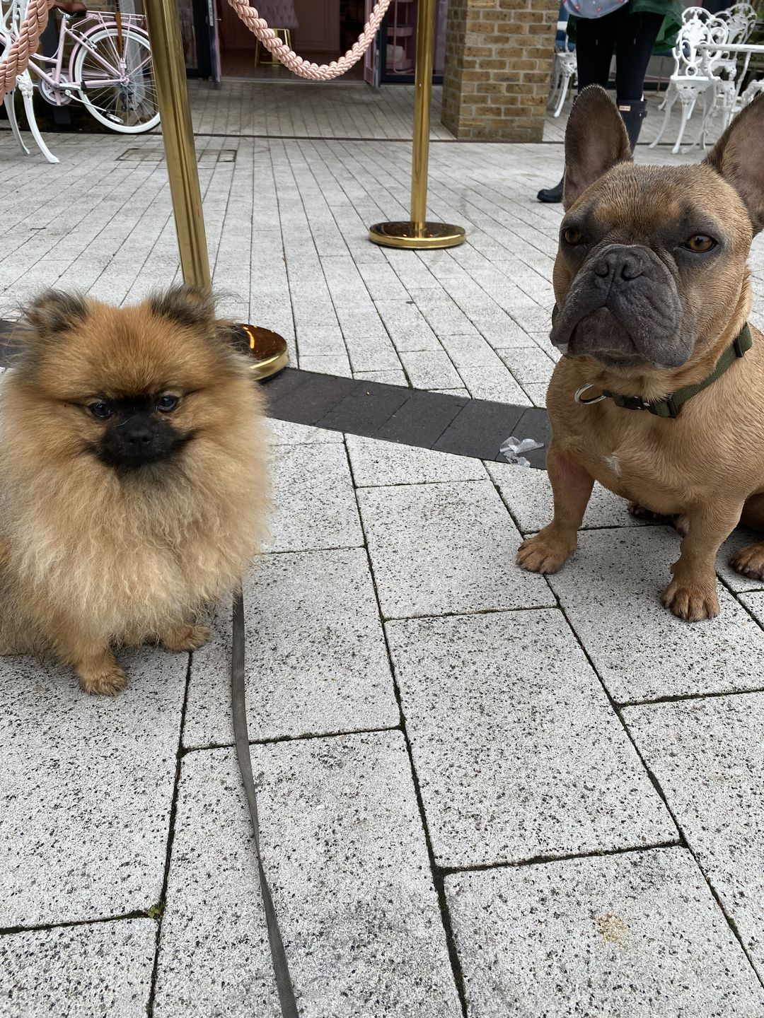 Customer photo review of 2.5cm Combat® Collar | With Handle & Rated Clip - Khaki v2.0