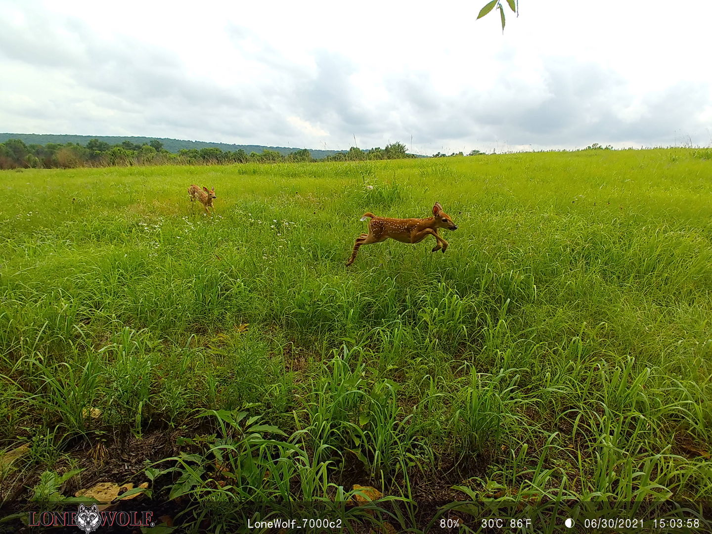 Customer photo review of Undercover™ Trail Camera