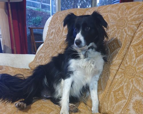 Customer photo review of Detangling Hair Brush Duo: Wild Sensory Pack