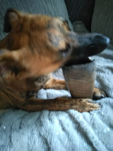 Customer photo review of Buffalo Horn