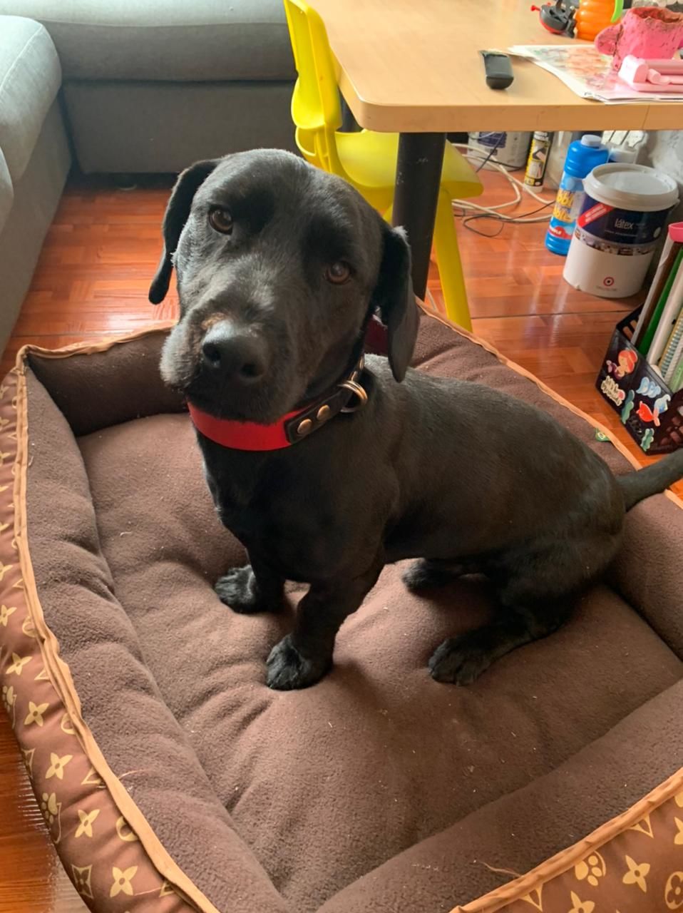 Customer photo review of Collar Duke Rojo/Negro