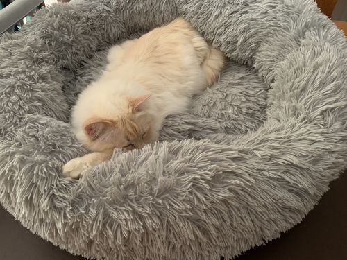 Customer photo review of Pet Calming Bed