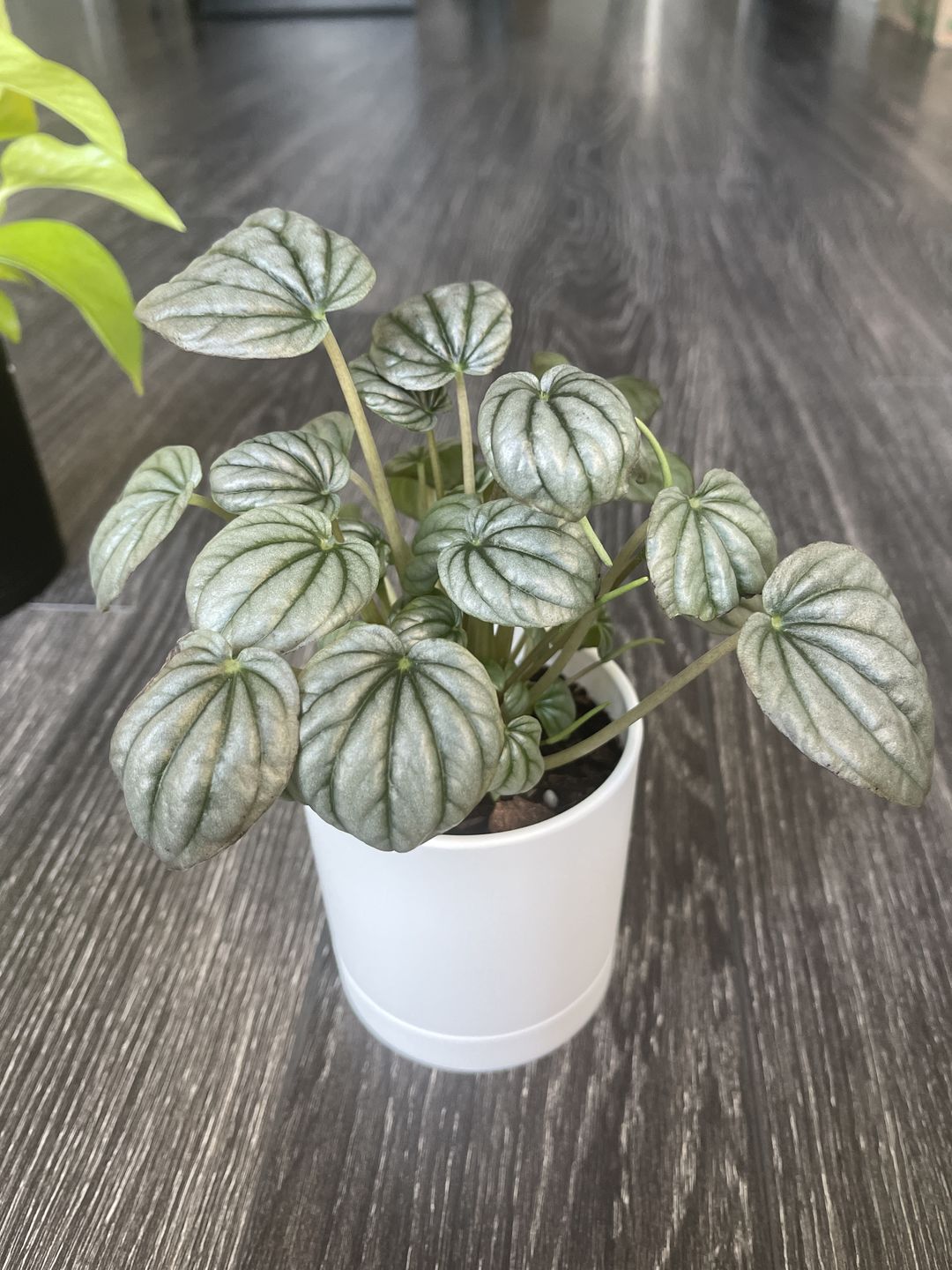 Customer photo review of 4" Peperomia caperata 'Frost'