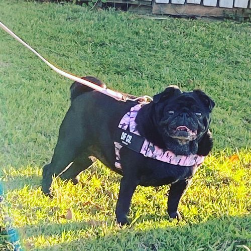 Customer photo review of DF Co. Pink Camo Dog Harness