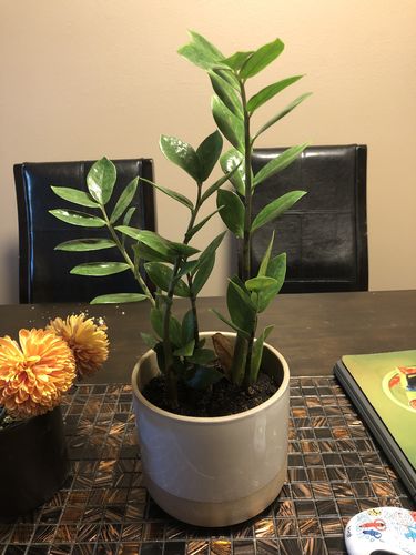 Customer photo review of ZeeZee