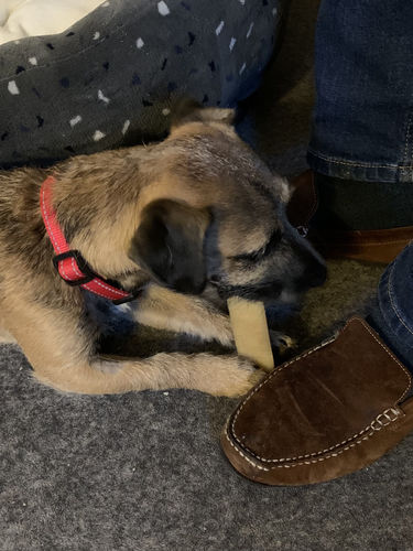 Customer photo review of Everest Dog Yak Chews