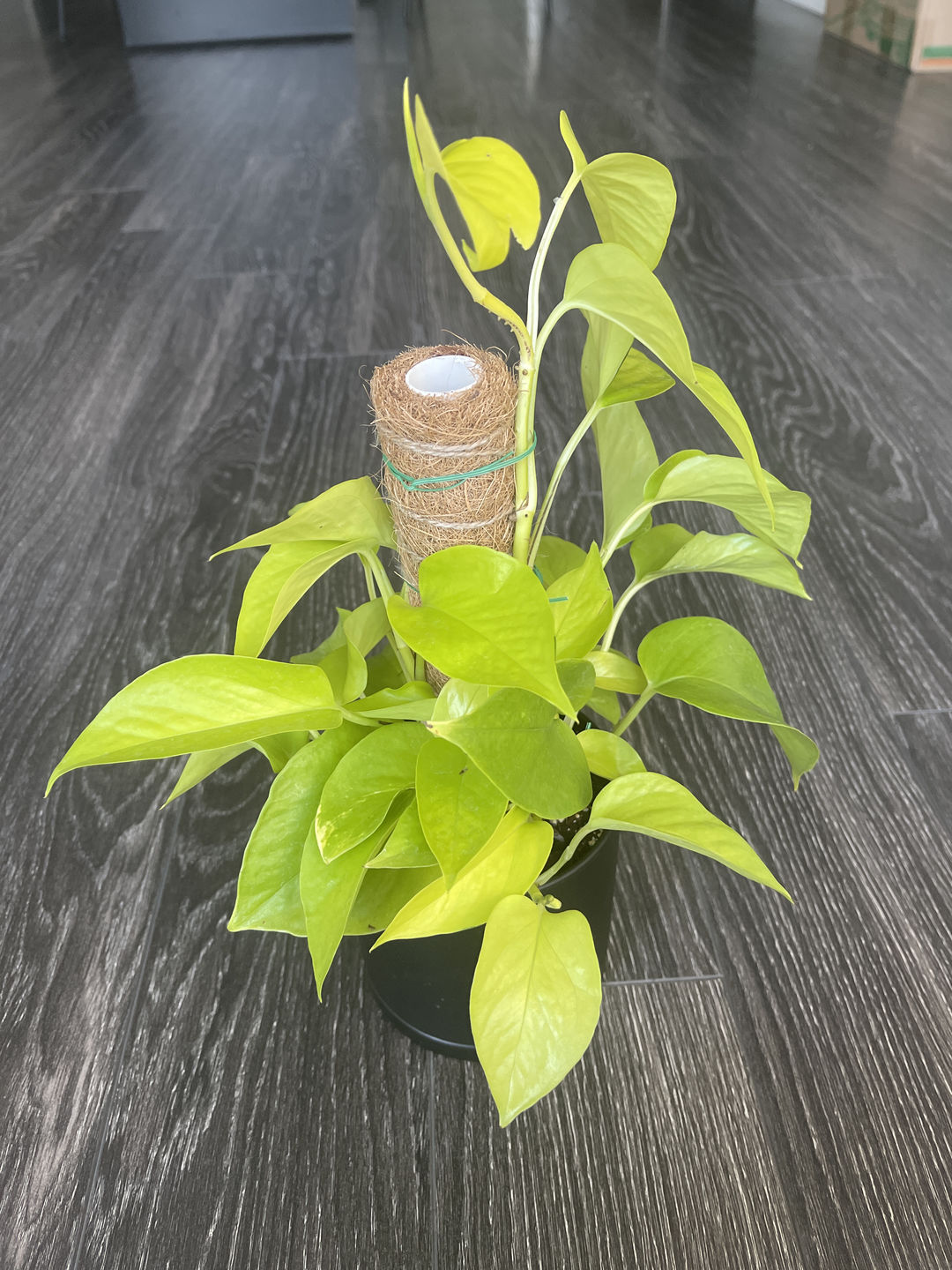 Customer photo review of 4" Pothos Neon