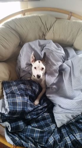 Customer photo review of Salmon Omega Soft Chew Bites for Dogs - 120 Count