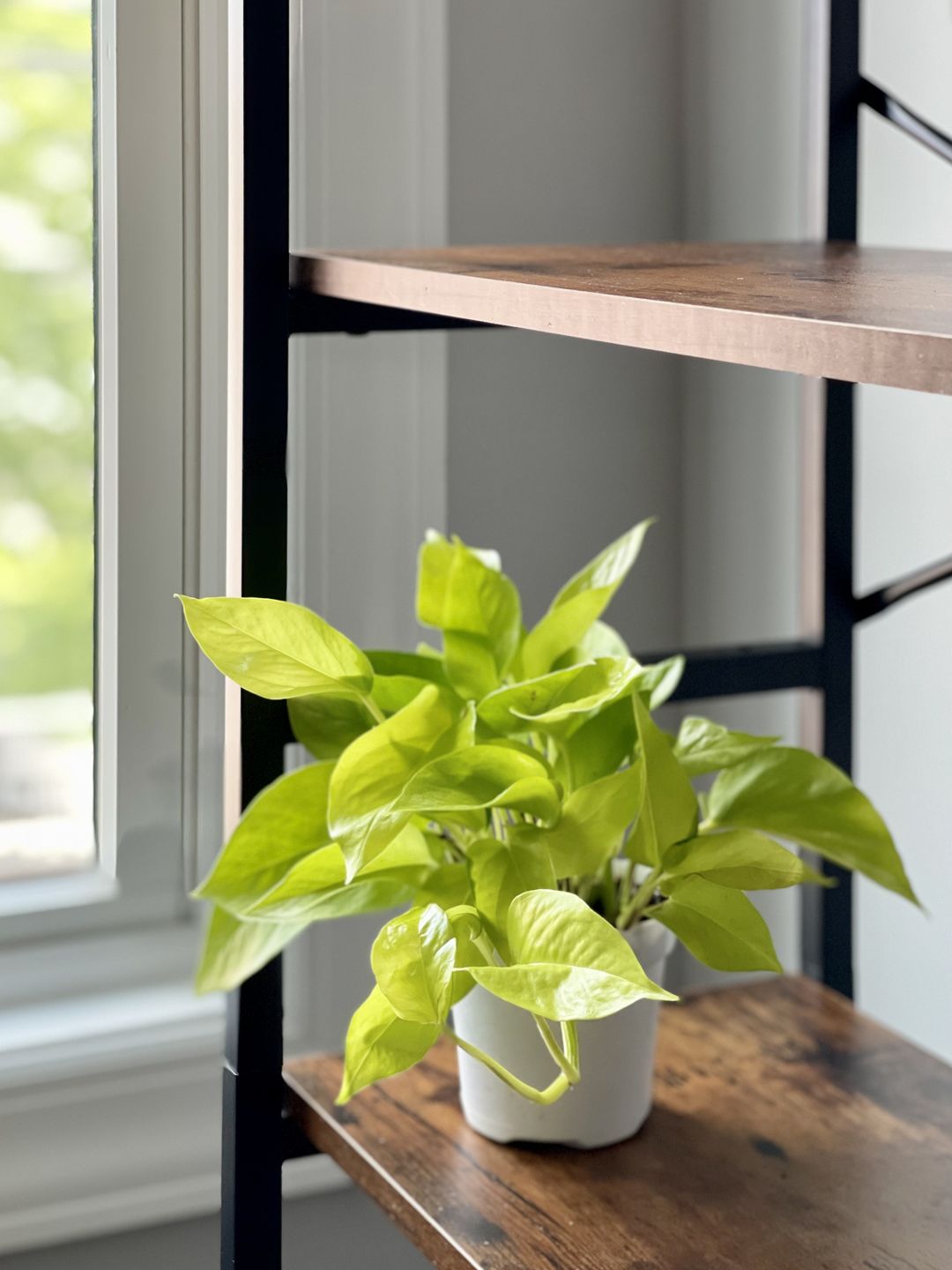 Customer photo review of 4" Pothos Neon