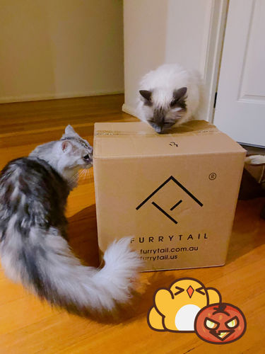 Customer photo review of Furrytail Michu Natural Clumping Tofu Cat Litter 2.5kg/6L