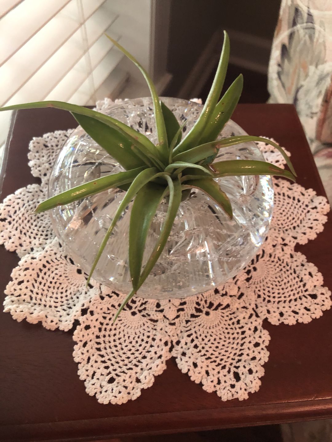 Customer photo review of Medium Air Plant Planter with Cremation Ashes