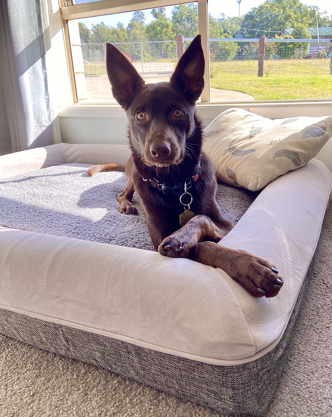 Customer photo review of Winter Cover With Self Heating Mat