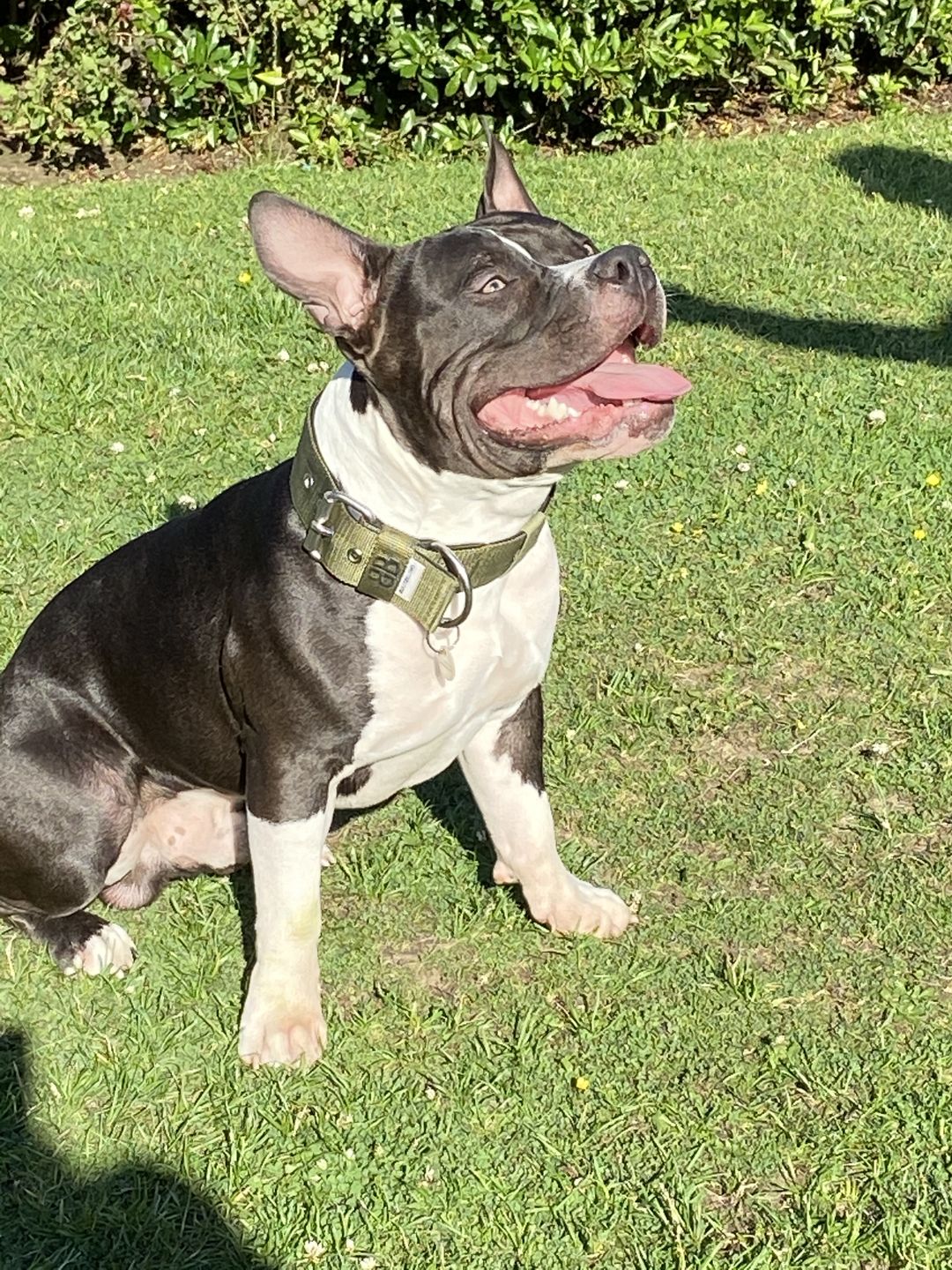Customer photo review of 5cm Nylon Dog Collar - Khaki v2.0