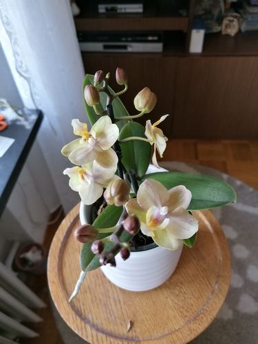 Customer photo review of Duftorchidee Lime mit gelben Blüten und 2 Stielen