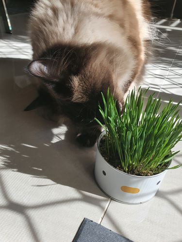 Customer photo review of Purroom Little Chicken Canned Cat Grass Planter