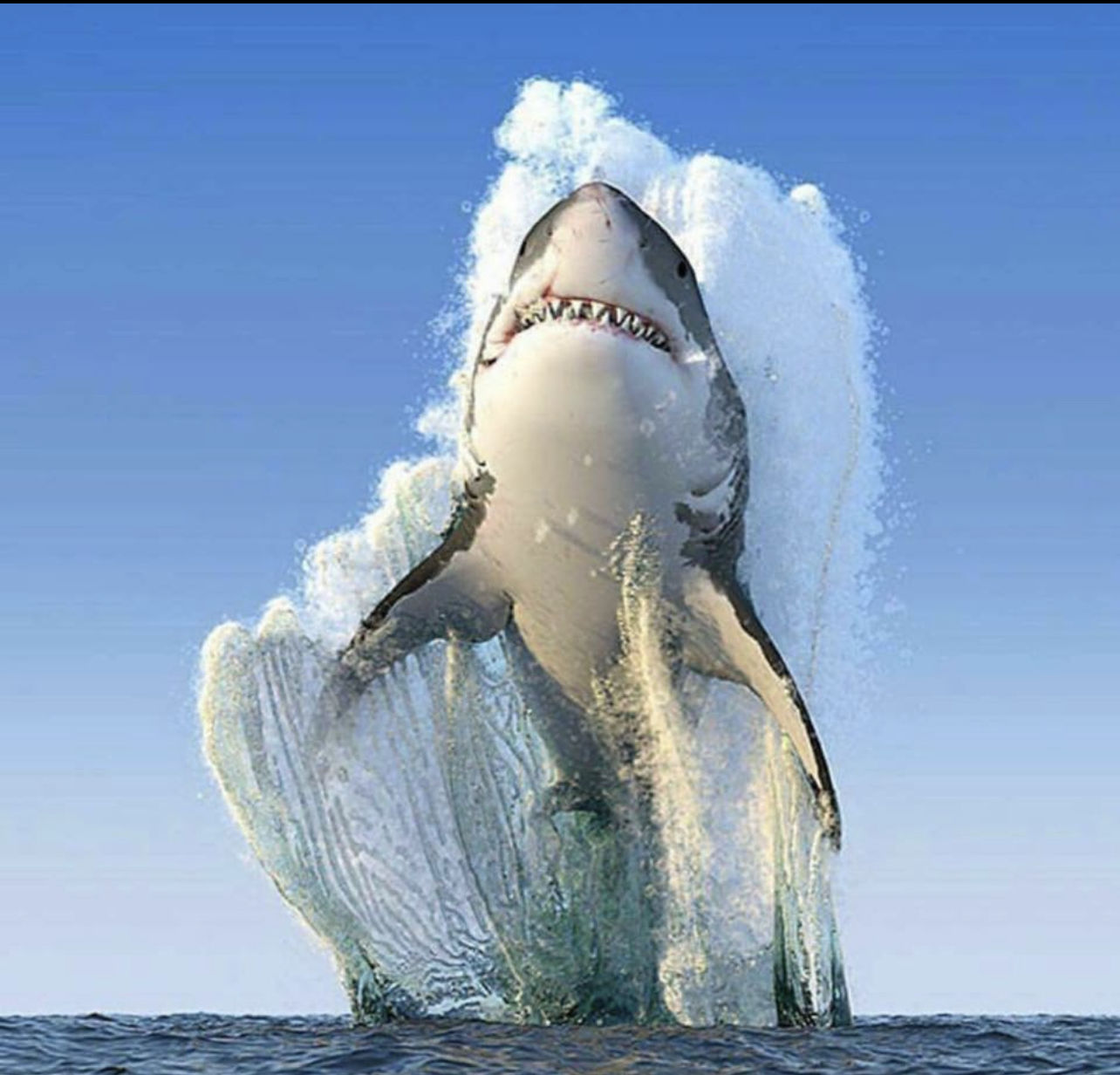 Customer photo review of Sharks