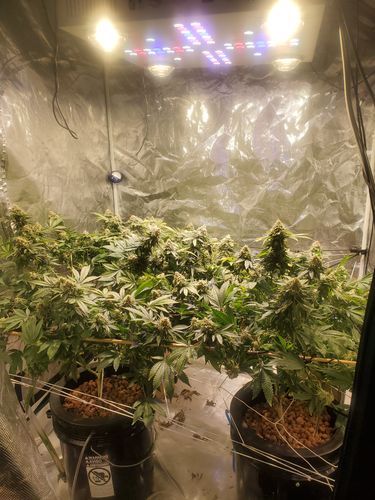 Customer photo review of Optic 4XL NextGen 500W Dimmable COB LED Grow Light (UV/IR) 3500k COBs 120 Degree Lenses