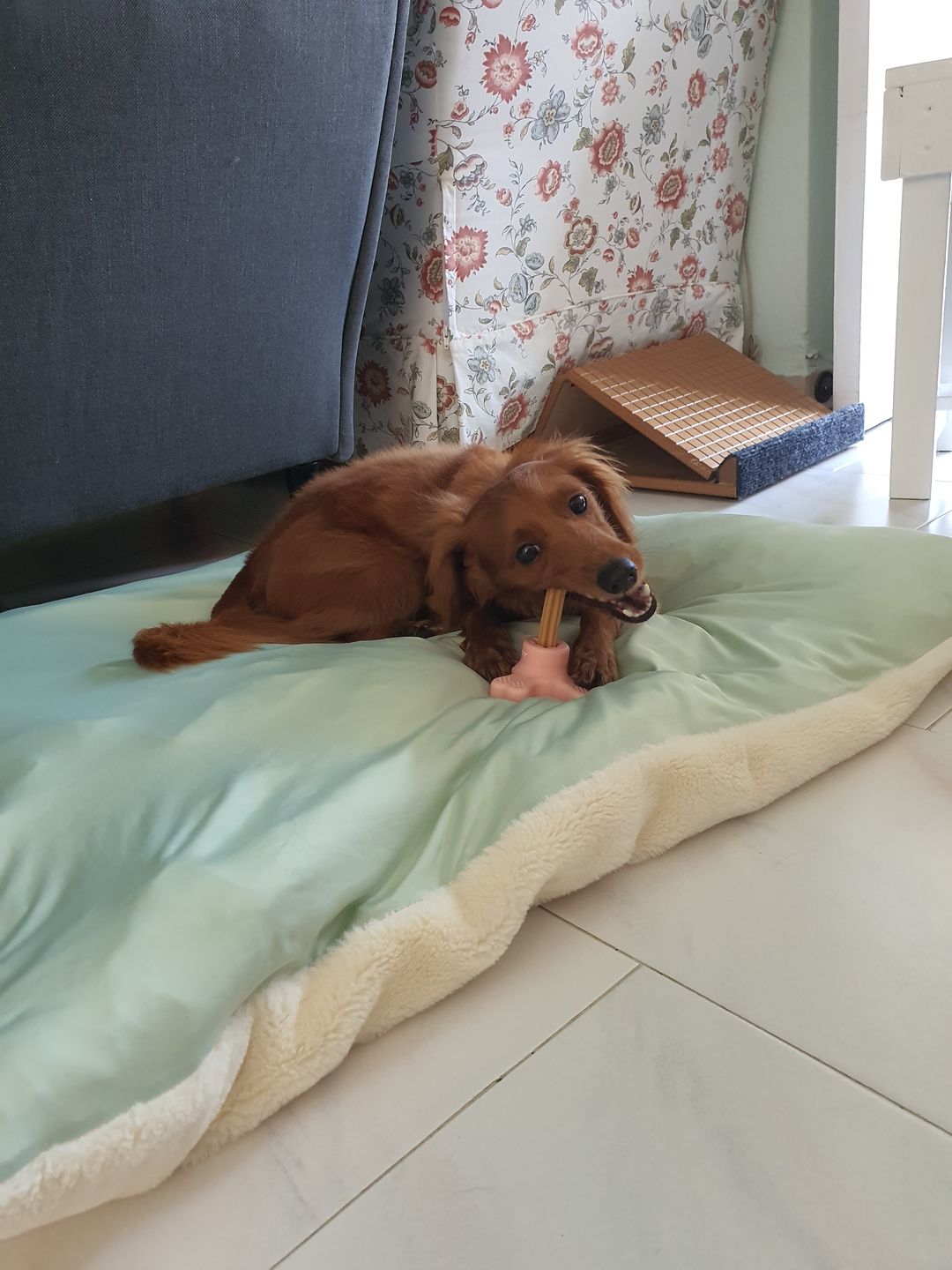 Customer photo review of arrr Dental Chew