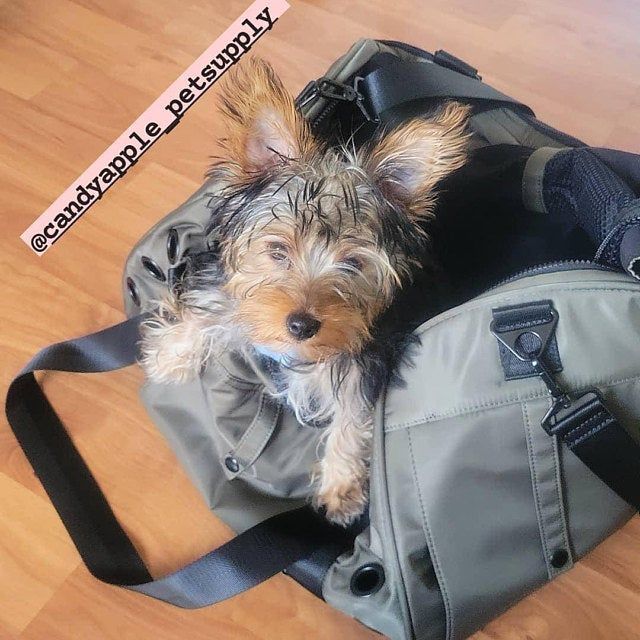 Customer photo review of Koala Pet Carrier in Military Green (Sporty Nylon)
