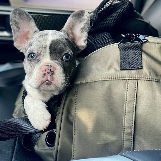 Customer photo review of Koala Pet Carrier in Military Green (Sporty Nylon)