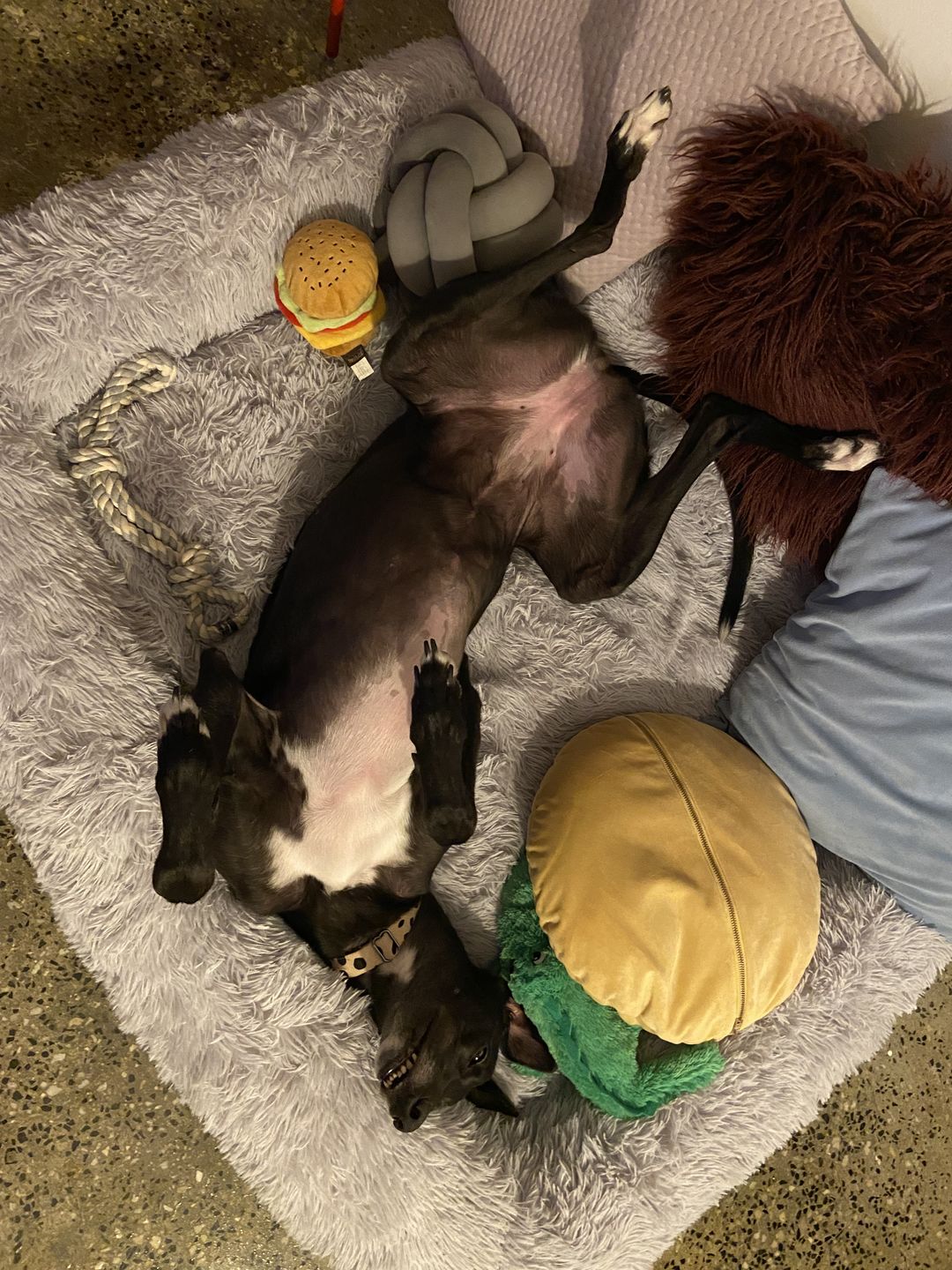 Customer photo review of Calming Bed Cover for Kangaroo Bed