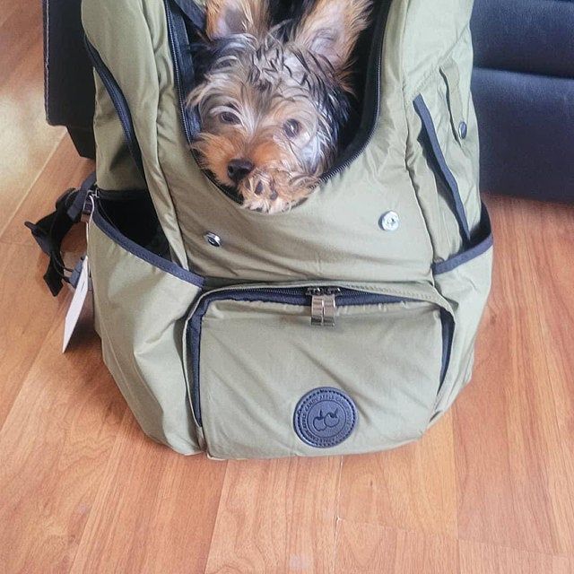 Customer photo review of BIEWER BACKPACK CARRIER IN OLIVE GREEN