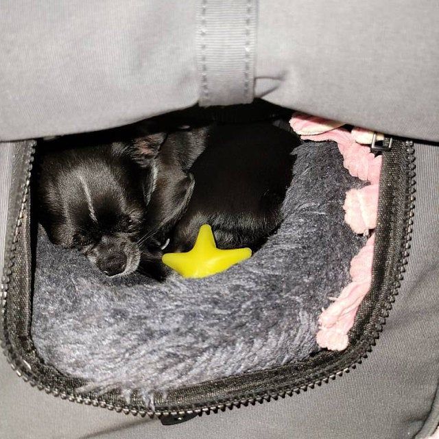 Customer photo review of Koala Pet Carrier in Dark Steel Grey (Classic Canvas)
