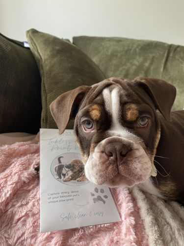 Customer photo review of Inkless pet paw print kit