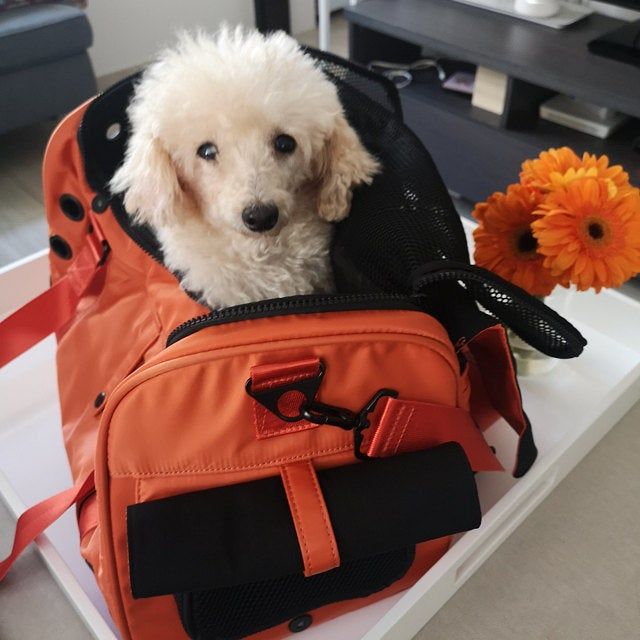 Customer photo review of Koala Pet Carrier in Neon Orange (Sporty Nylon)