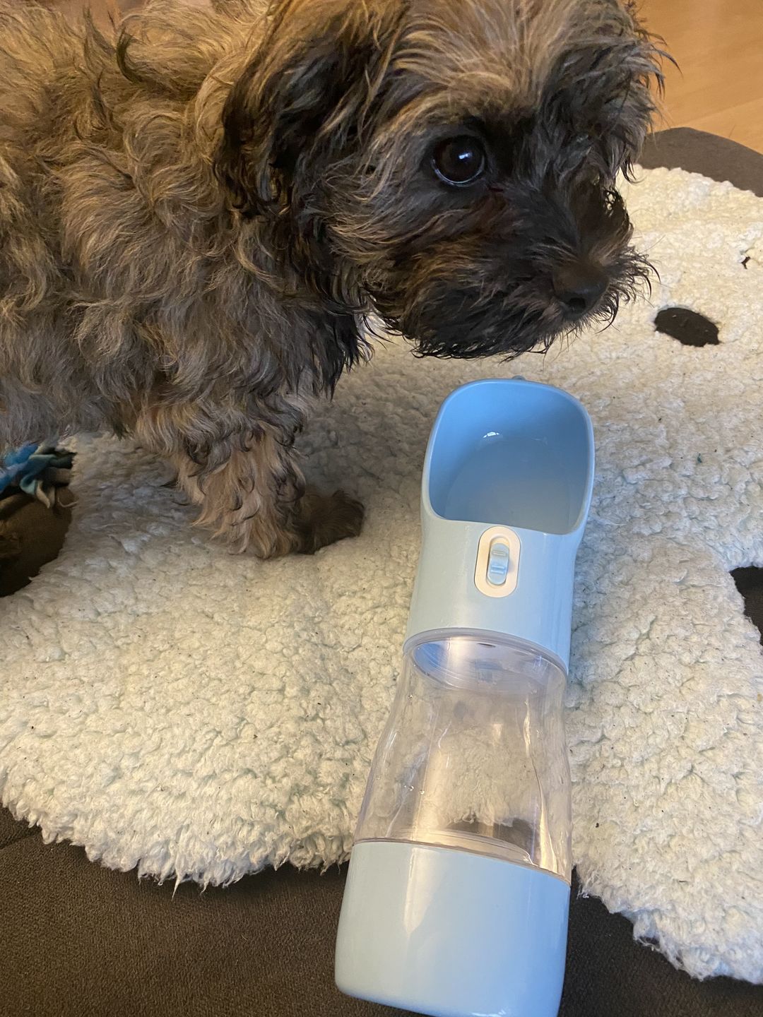 Customer photo review of Hunde Trinkflasche inkl. Futterbehälter