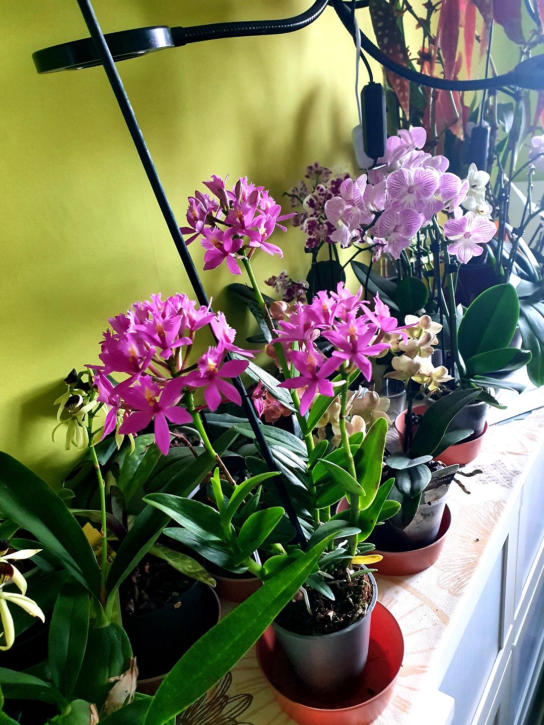 Customer photo review of 3er Set - Epidendrum Nordic Fire
