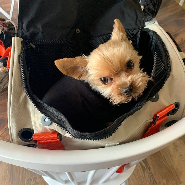 Customer photo review of Koala Pet Carrier in Light Oat (Classic Canvas)