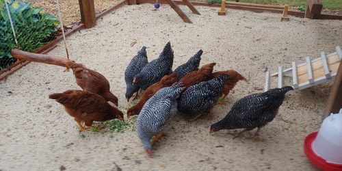 Customer photo review of GrubTerra Dried Larvae