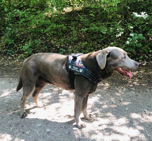 Customer photo review of Pfotenlove - Personalisiertes Anti-Zug Sicherheitsgeschirr – Premium Ausgabe