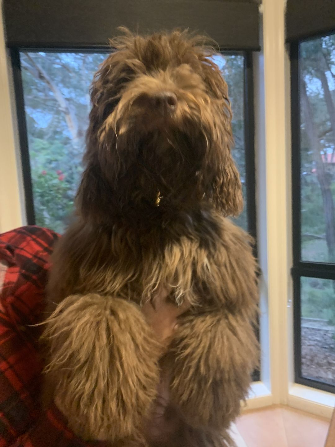 Customer photo review of Dog Collar