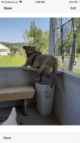 Customer photo review of Dog Silencer® MAX