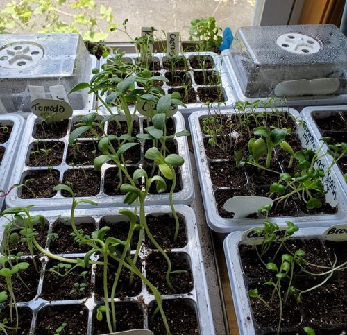 Customer photo review of Heirloom Vegetable Seeds - (20 Variety)