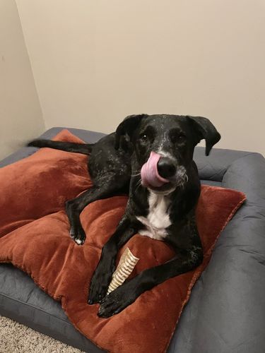 Customer photo review of 6 Inch Half Beef Trachea Strip