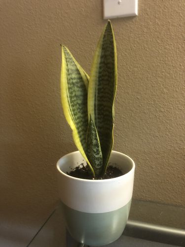 Customer photo review of Sloan