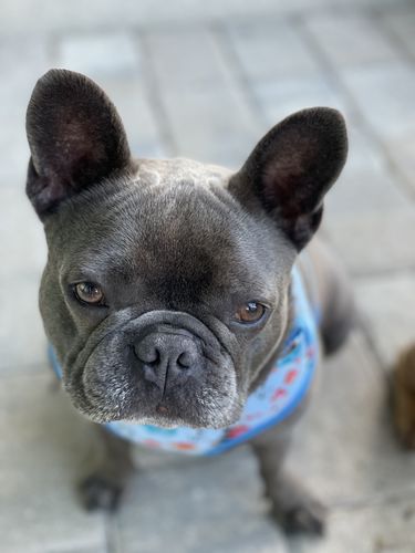 Customer photo review of Nautical dog collar bow tie/ beach crab shark collar