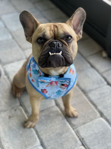 Customer photo review of Nautical beach crabs sharks dog harness