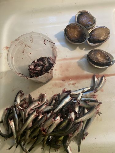 Customer photo review of Anchovies - Northern California