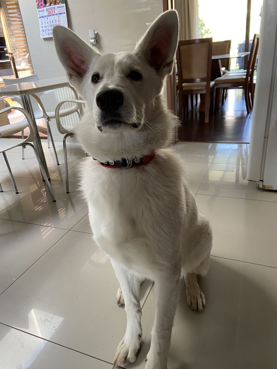 Customer photo review of Collar Duke Rojo/Negro