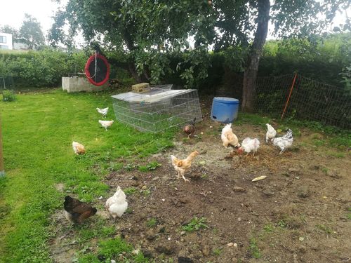 Customer photo review of BlackTasty™ Futtermittel aus Insekten