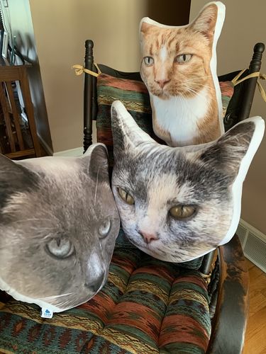 Customer photo review of Create A Custom Cat Pillow
